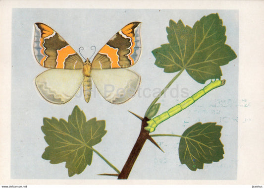 Nacinek Plomieniak - Eulithis pyropata - Lygris pyropata - moth - insects - illustration - Poland - unused - JH Postcards