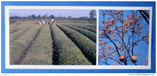 tea garden - persimmon - 1984 - Abkhazia - Georgia USSR - unused - JH Postcards