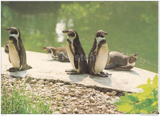 Humboldt penguin - Spheniscus humboldti - birds - Zoo - Czechoslovakia - unused - JH Postcards