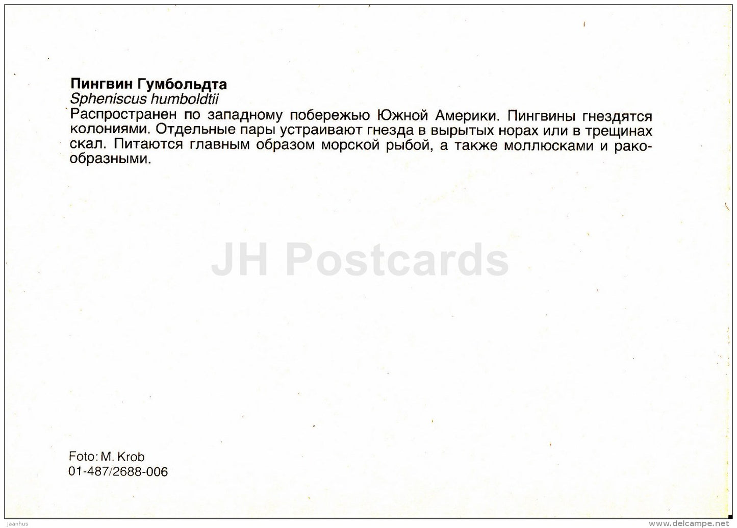 Humboldt penguin - Spheniscus humboldti - birds - Zoo - Czechoslovakia - unused - JH Postcards