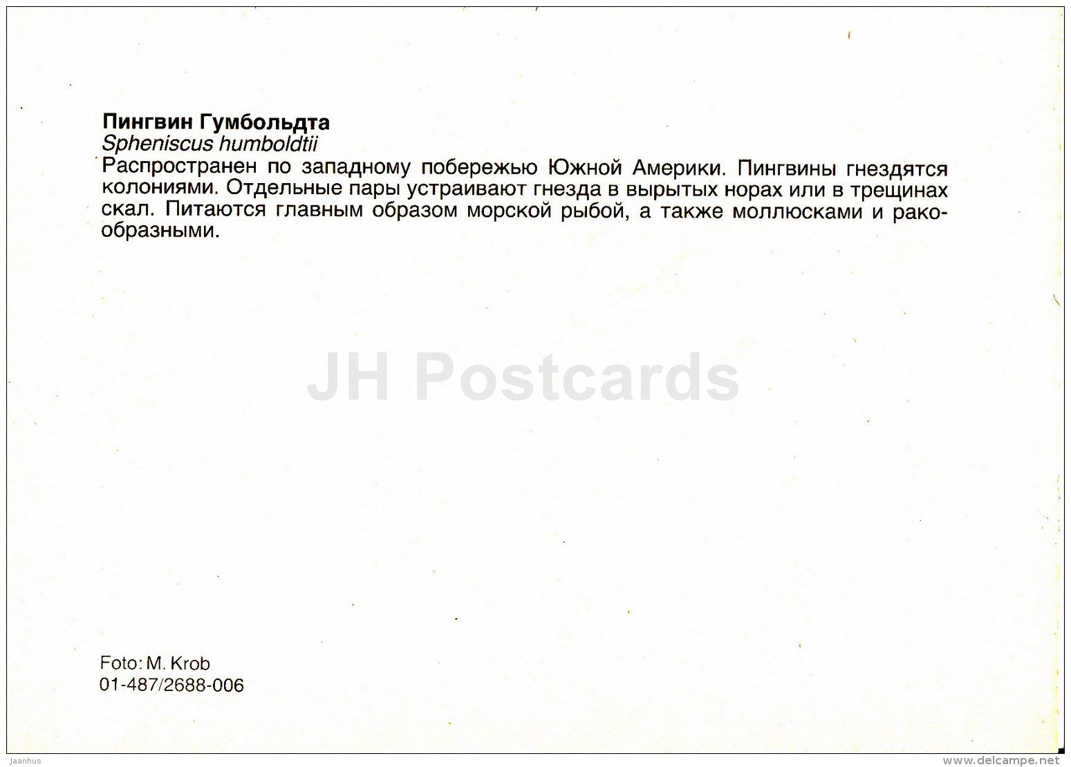 Humboldt penguin - Spheniscus humboldti - birds - Zoo - Czechoslovakia - unused - JH Postcards