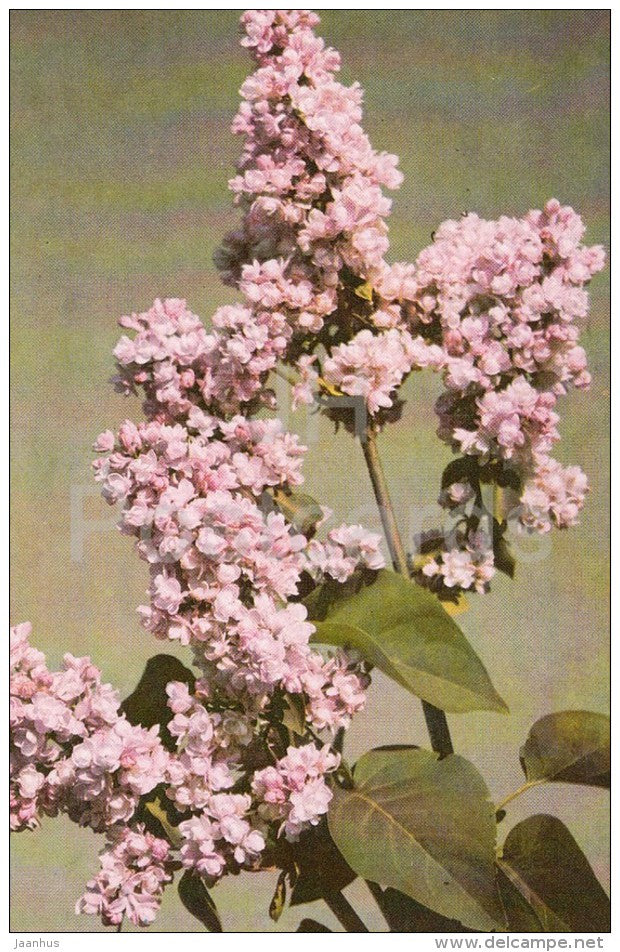 Komsomolka - Lilac - 1982 - Russia USSR - unused - JH Postcards