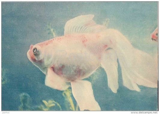 Goldfish - Carassius Auratus auratus - fish - postcard on thin paper - Riga Zoo - Latvia USSR - unused - JH Postcards