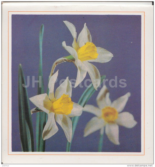 mini Birthday Greeting card - daffodil - narcissus - flowers - 1984 - Latvia USSR - unused - JH Postcards