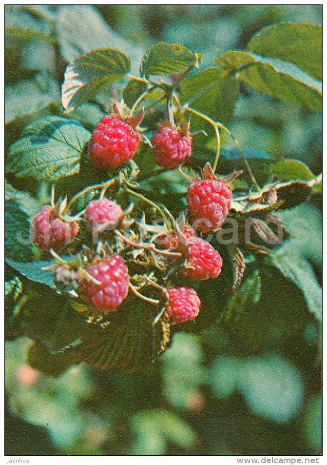 Red raspberry - Rubus idaeus - Medicinal Plants - Herbs - 1980 - Russia USSR - unused - JH Postcards