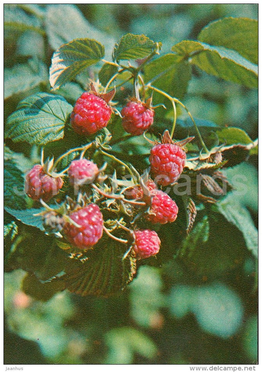 Red raspberry - Rubus idaeus - Medicinal Plants - Herbs - 1980 - Russia USSR - unused - JH Postcards
