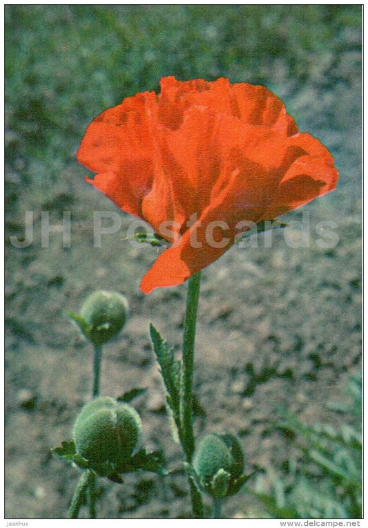 Iranian poppy - Papaver bracteatum - Endangered Plants of USSR - nature - 1981 - Russia USSR - unused - JH Postcards