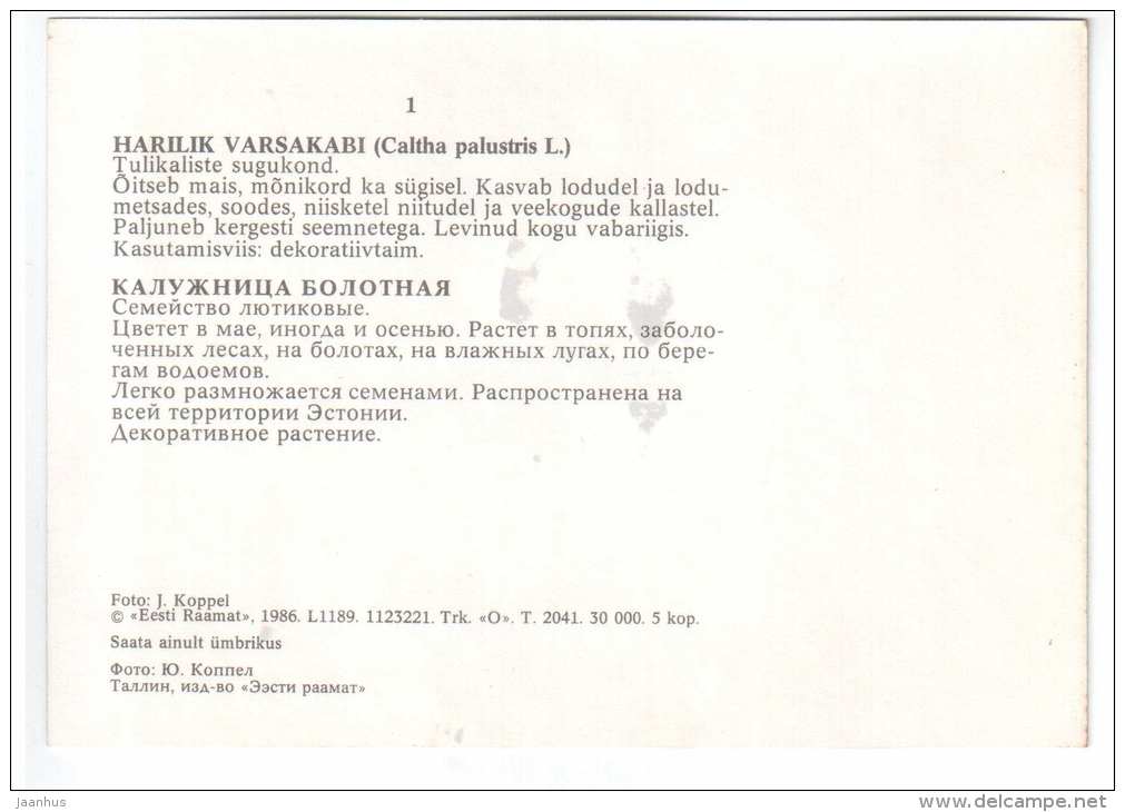 Marsh Marigold - Caltha palustris - Spring Flowers - 1986 - Estonia USSR - unused - JH Postcards