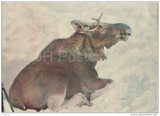 Moose - Alces alces - animals - postcard on thin paper - Riga Zoo - Latvia USSR - unused - JH Postcards