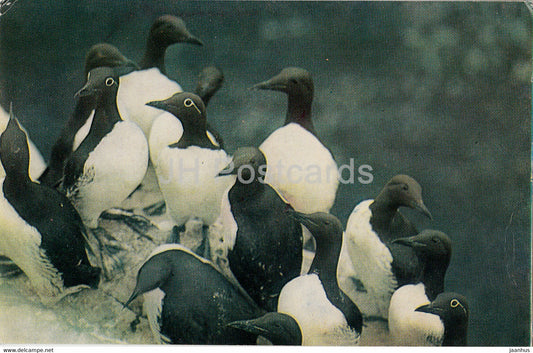 Kandalaksha State Reserve - Guillemot - birds - 1977 - Russia USSR - unused - JH Postcards