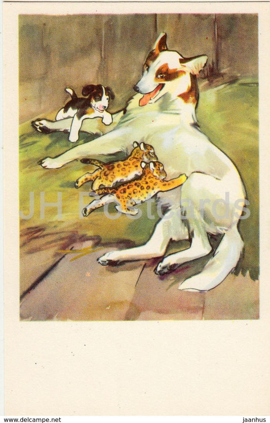 dog is breastfeeding - animals - illustration - 1969 - Russia USSR - unused - JH Postcards
