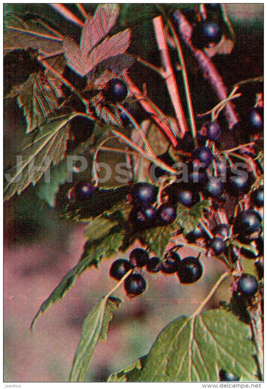 Ribes armenum Pojark - Endangered Plants of USSR - nature - 1981 - Russia USSR - unused - JH Postcards