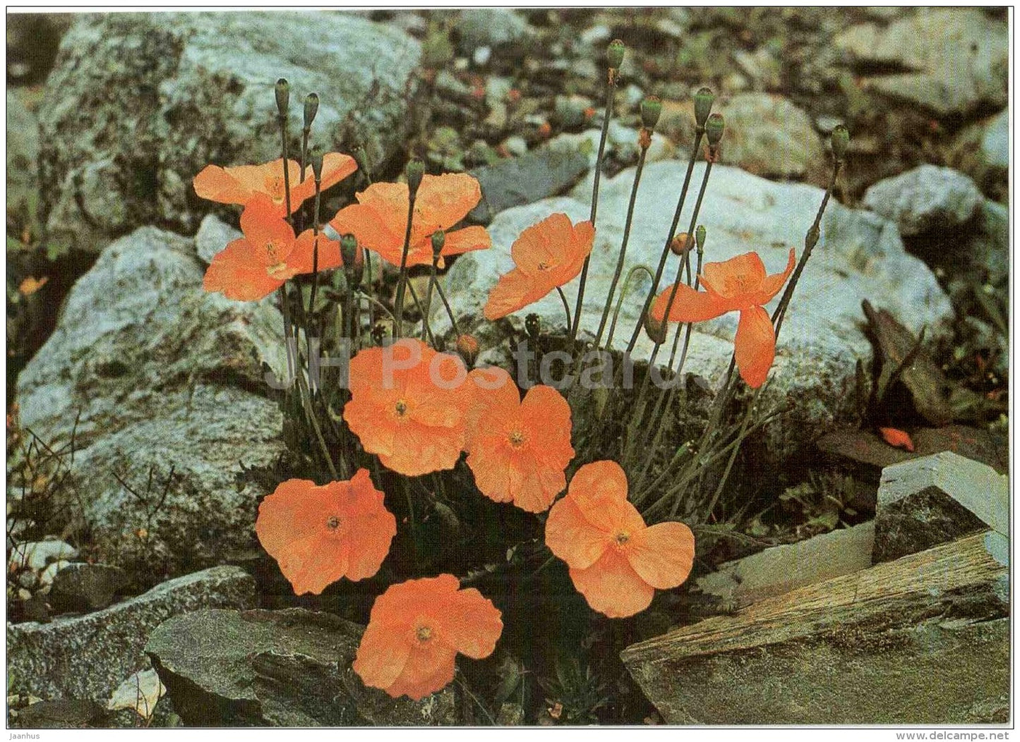 in the mountains of North Ossetia - mountain flowers - 1989 - Russia USSR - unused - JH Postcards