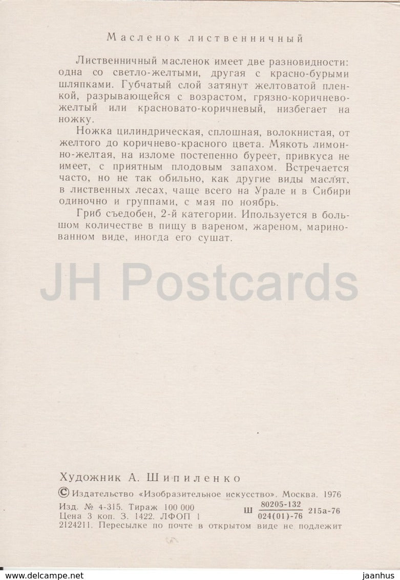 Larch bolete Mushroom - Suillus grevillei - illustration by A. Shipilenko - Mushrooms - 1976 - Russia USSR - unused - JH Postcards