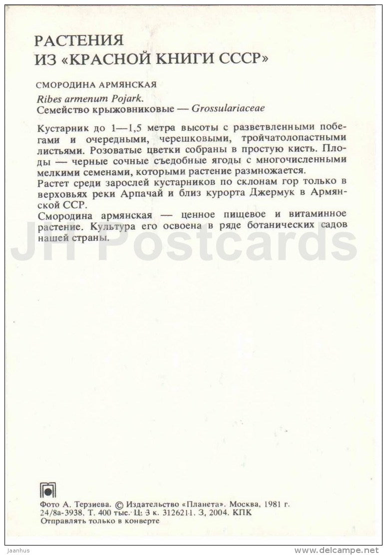 Ribes armenum Pojark - Endangered Plants of USSR - nature - 1981 - Russia USSR - unused - JH Postcards
