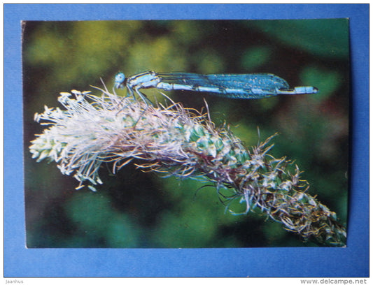Common Blue Damselfly - Enallagma cyathigerum - insects - 1980 - Russia USSR - unused - JH Postcards