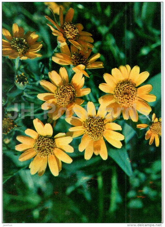 Mountain arnica - Arnica montana - Endangered Plants of USSR - nature - 1981 - Russia USSR - unused - JH Postcards