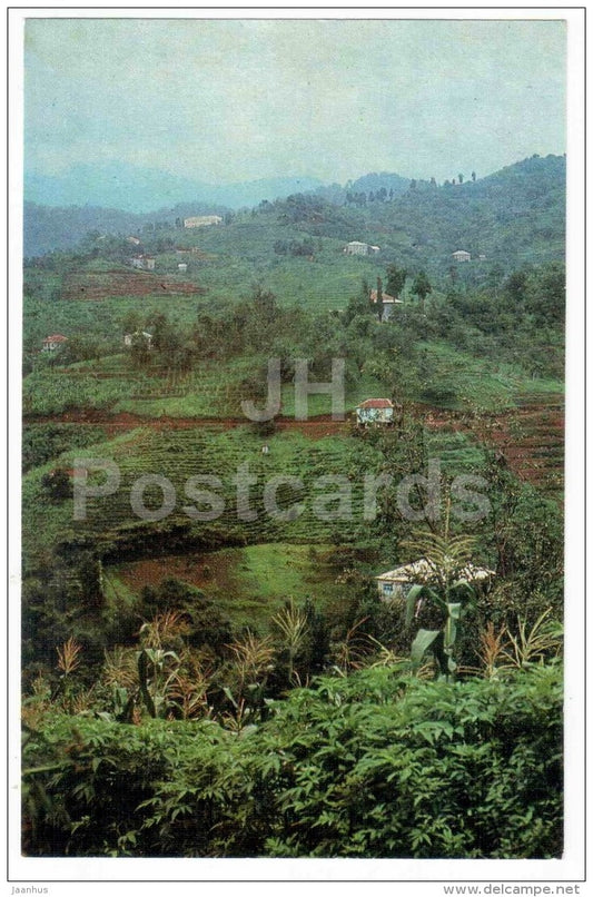 tea plantation - views of Georgia - 1971 - Georgia USSR - unused - JH Postcards