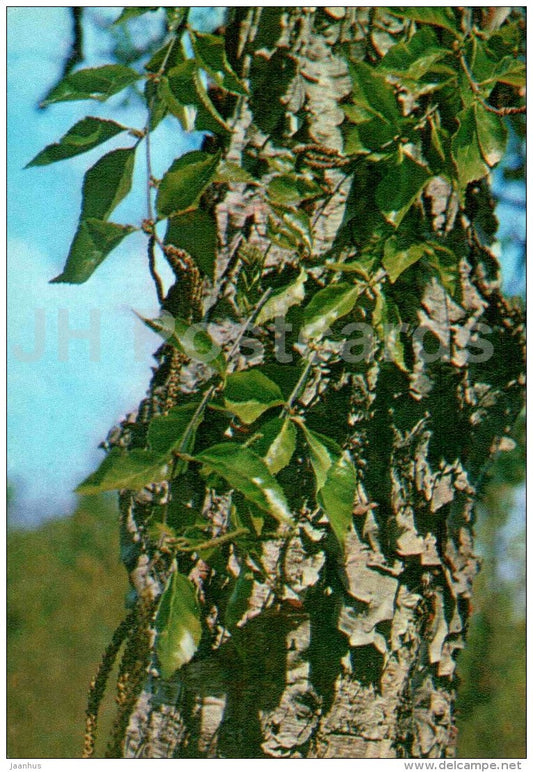 Schmidt´s Birch - Betula schmidtii Regel - Endangered Plants of USSR - nature - 1981 - Russia USSR - unused - JH Postcards