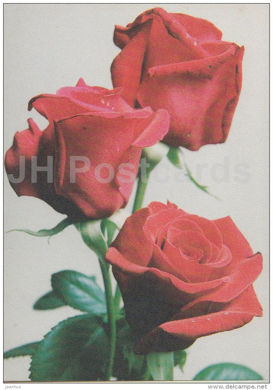 Birthday Greeting card - red rose - flowers - Estonia - used in 1998 - JH Postcards