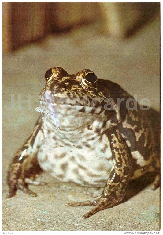 Marsh frog - Rana ridibunda - large format card - Tallinn Zoo 50 - 1989 - Estonia USSR - unused - JH Postcards
