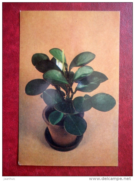 Decorative Deciduous Plants - Peperomia magnoliifolia - Desert Privet - 1986 - Russia USSR - unused - JH Postcards