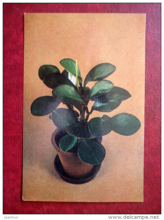 Decorative Deciduous Plants - Peperomia magnoliifolia - Desert Privet - 1986 - Russia USSR - unused - JH Postcards
