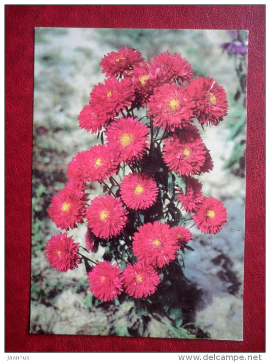 Greeting Card - red roses - flowers - 1974 - Bulgaria - used - JH Postcards