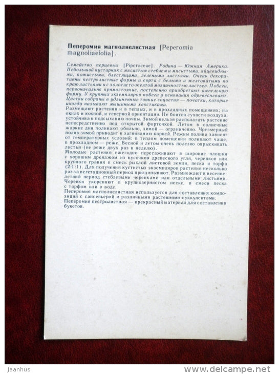 Decorative Deciduous Plants - Peperomia magnoliifolia - Desert Privet - 1986 - Russia USSR - unused - JH Postcards