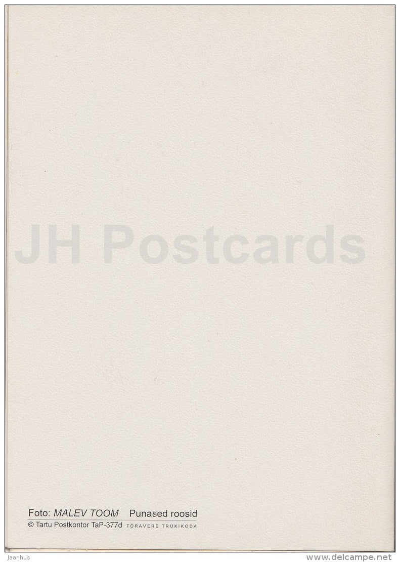 Birthday Greeting card - red rose - flowers - Estonia - used in 1998 - JH Postcards