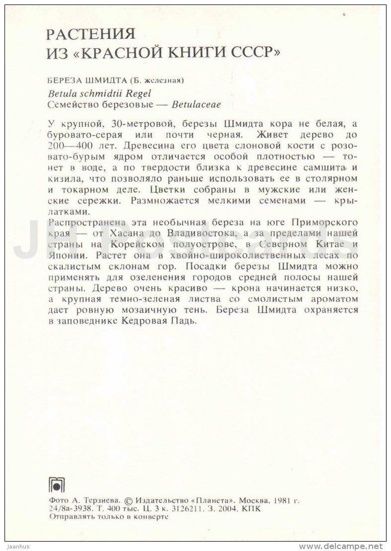 Schmidt´s Birch - Betula schmidtii Regel - Endangered Plants of USSR - nature - 1981 - Russia USSR - unused - JH Postcards
