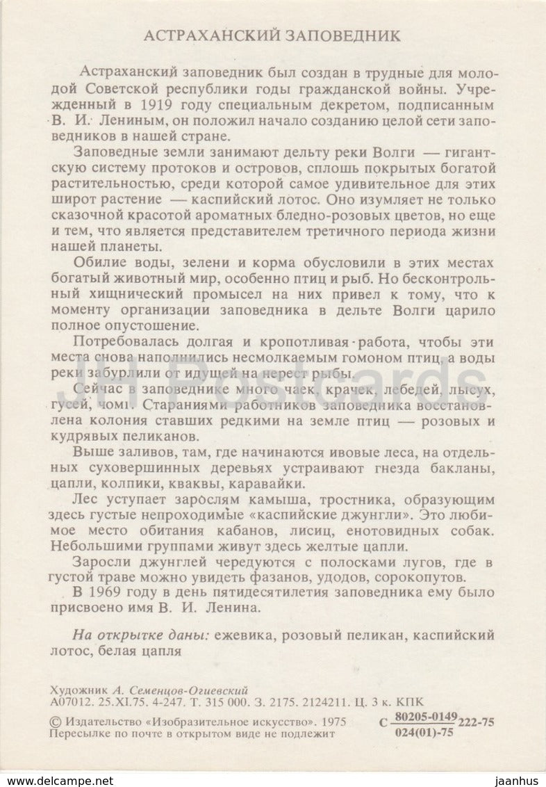 Großer weißer Pelikan - Silberreiher - Brombeere - Naturschutzgebiet Astrachan - 1975 - Russland UdSSR - unbenutzt