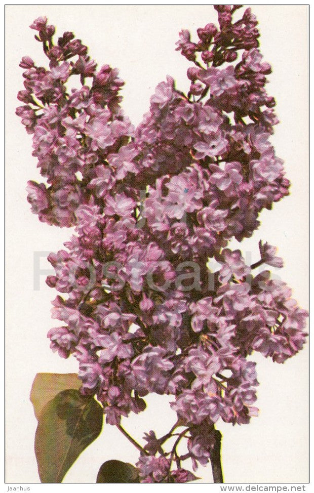 remembrance of Kirov - Lilac - 1982 - Russia USSR - unused - JH Postcards