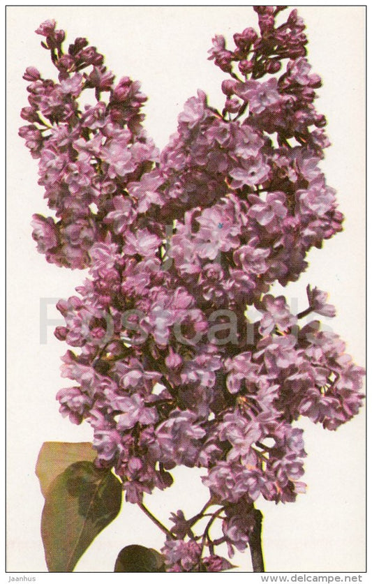 remembrance of Kirov - Lilac - 1982 - Russia USSR - unused - JH Postcards