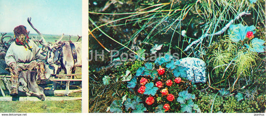 Cloudberry - moss - reindeer - native people - plants -  Tundra in bloom - 1973 - Russia USSR - unused - JH Postcards