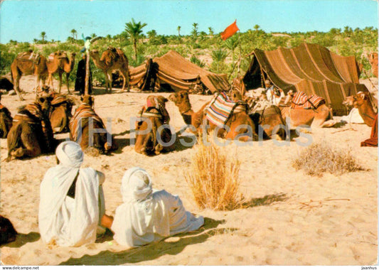 Nefta - nomads - camel - animals - 1979 - Tunisia - used - JH Postcards