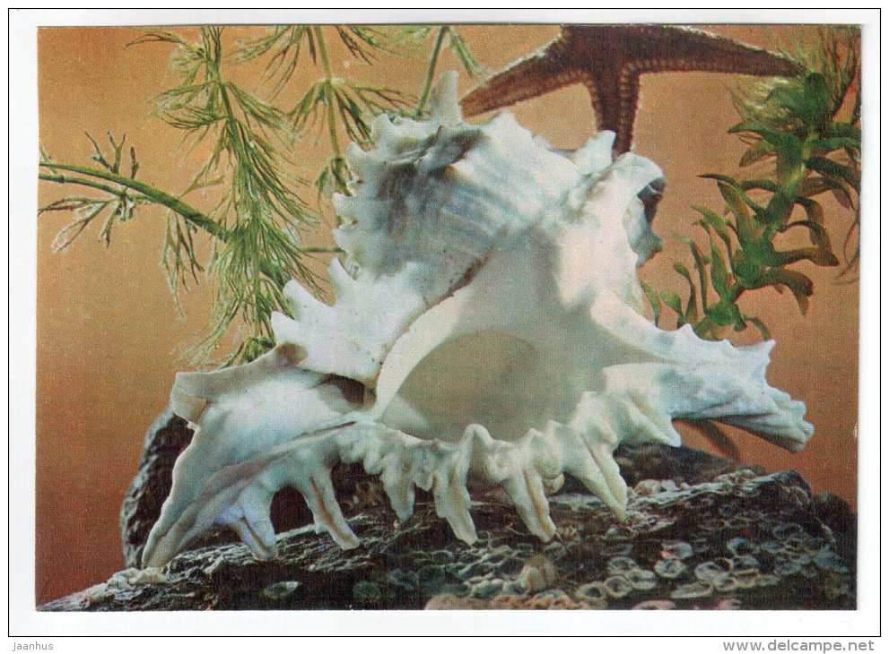 Ramose Murex - Murex ramossus - shells - clams - mollusc - 1974 - Russia USSR - unused - JH Postcards