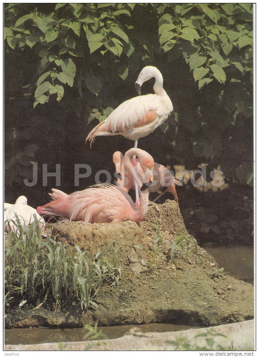 American flamingo - Phoenicopterus ruber - birds - Zoo - Czechoslovakia - unused - JH Postcards