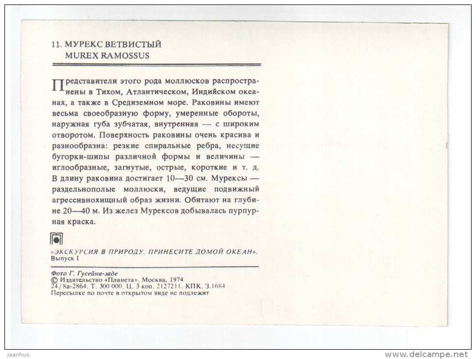 Ramose Murex - Murex ramossus - shells - clams - mollusc - 1974 - Russia USSR - unused - JH Postcards