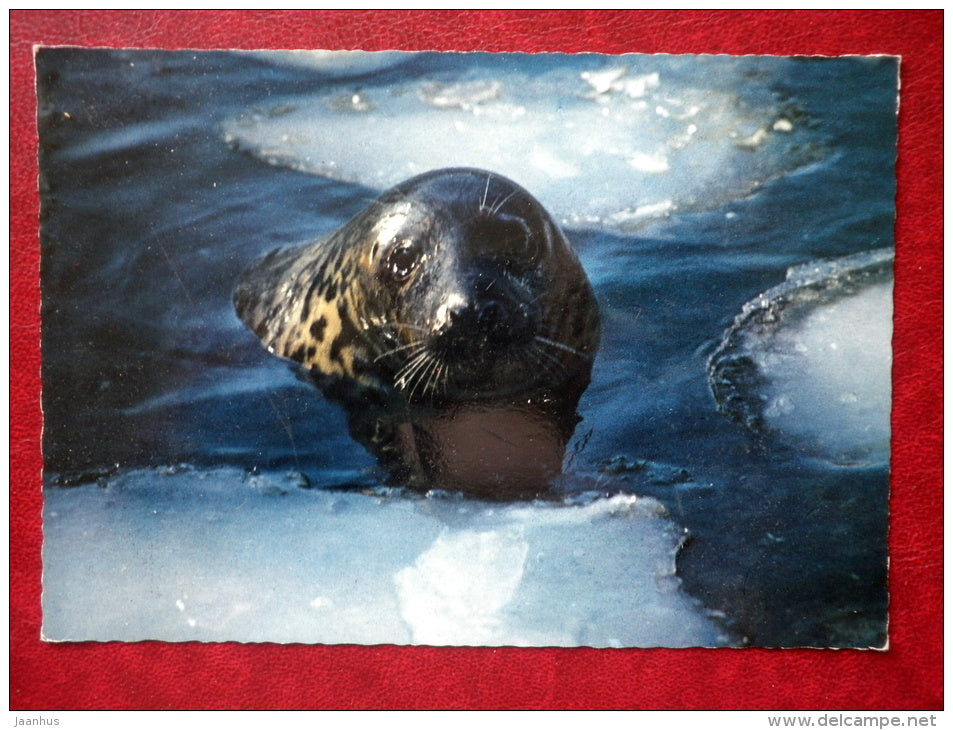 Grey Seal - Halichoerus grypus - animal - Sweden - used - JH Postcards
