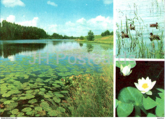 Water Lily - Nymphaea - The Mallard - Anas platyrhynchos - birds - plants - 1977 - Estonia USSR - unused - JH Postcards
