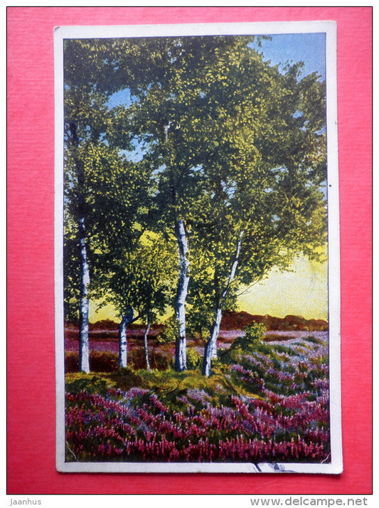 photograph - birch trees - landscape - R&K L - serie 3037/1 - Photochromie - old postcard - circulated in Estonia - JH Postcards