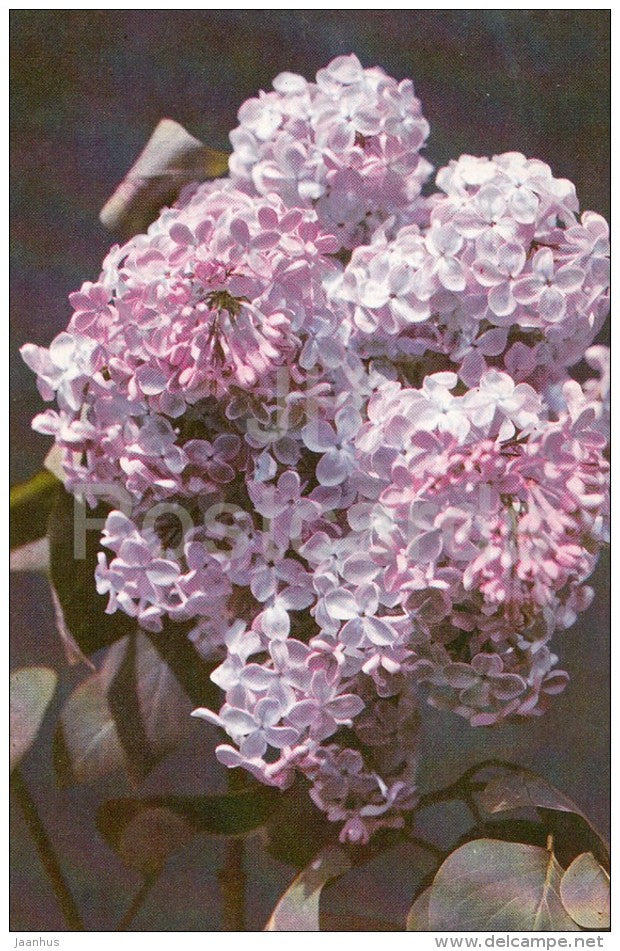 The Dream - Lilac - 1982 - Russia USSR - unused - JH Postcards