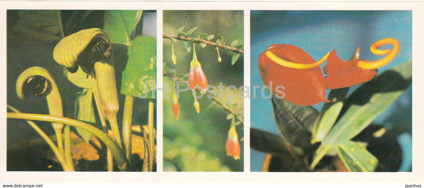 Cobra Lily - Himalayan Lantern - Flamingo flower - Siberian Botanical Garden - 1985 - Russia USSR - unused - JH Postcards