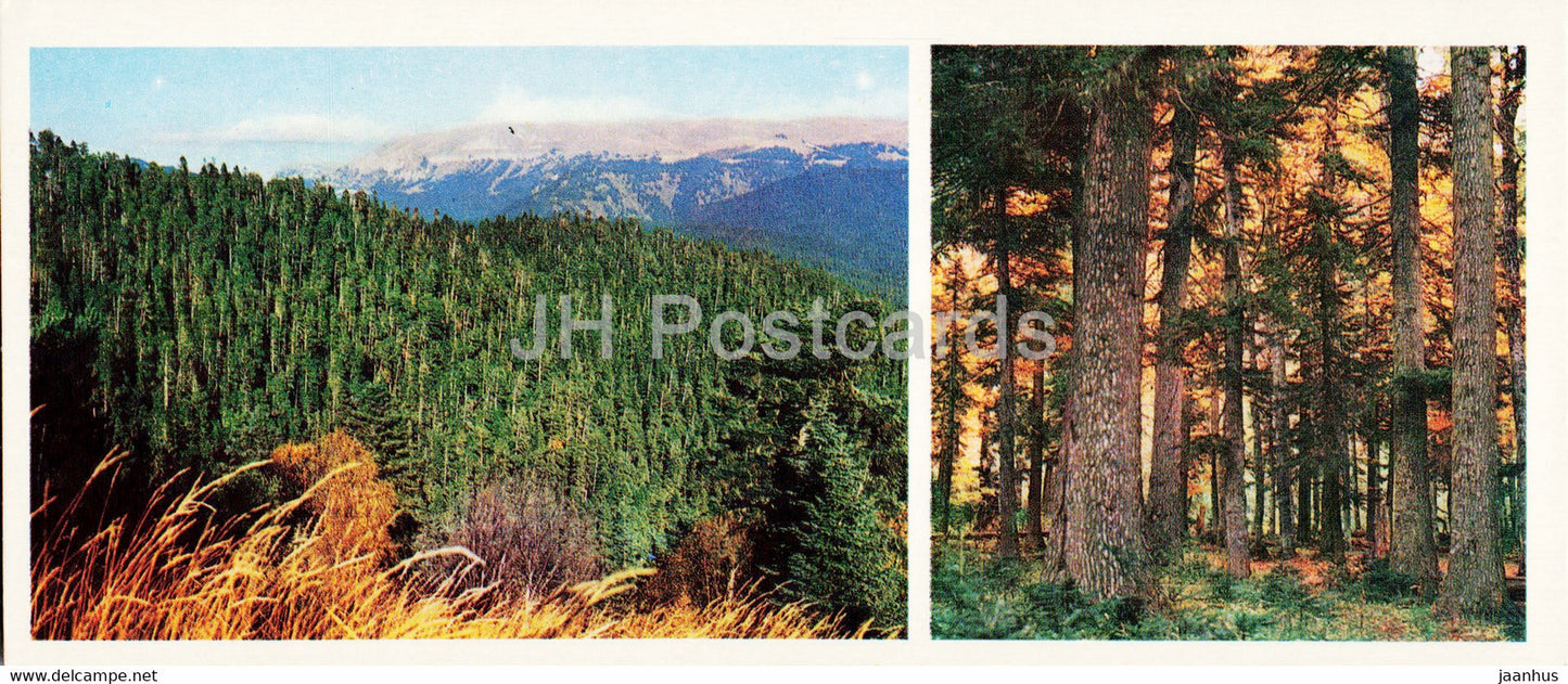 Fir Forests - Caucasian Nature Reserve - 1980 - Russia USSR - unused - JH Postcards
