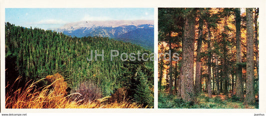 Fir Forests - Caucasian Nature Reserve - 1980 - Russia USSR - unused - JH Postcards