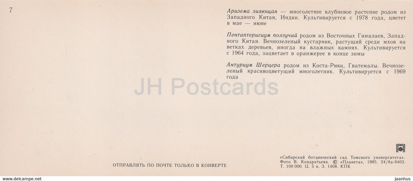 Cobra Lily - Himalayan Lantern - Flamingo flower - Siberian Botanical Garden - 1985 - Russia USSR - unused