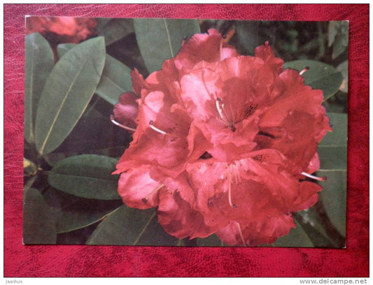rhododendron - Cynthia -  flowers - Czechoslovakia - unused - JH Postcards