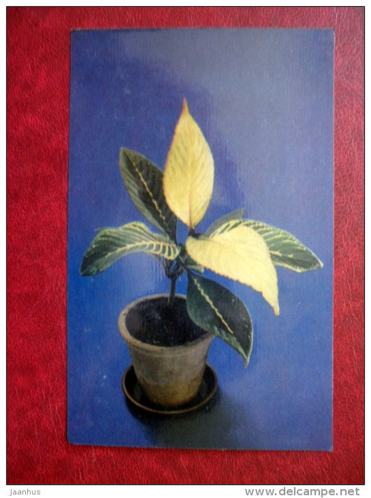 Decorative Deciduous Plants - Sanchezia nobilis - 1986 - Russia USSR - unused - JH Postcards