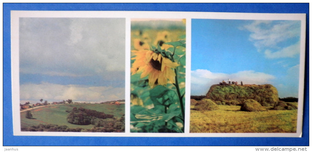 sunflower - haymaking - Moscow Oblast - Podmoskovye - 1977 - Russia USSR - unused - JH Postcards